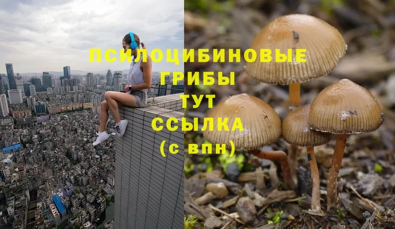 Галлюциногенные грибы Magic Shrooms  Кировск 